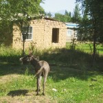 Adobe house and loud donkey on the way from tower