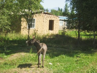 Adobe house and loud donkey on the way from tower