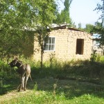 Adobe house and loud donkey on the way from burana tower