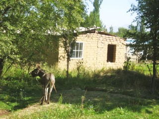Adobe house and loud donkey on the way from burana tower