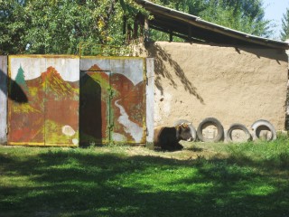 Adobe house and quiet cow on the way from burana tower