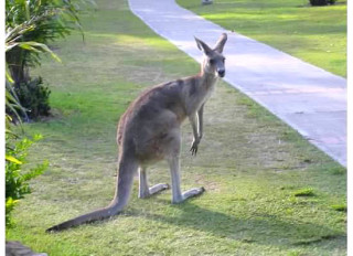 australia