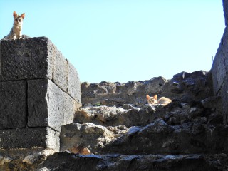 Roman theatre and Odeon