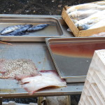 Catania- fish market