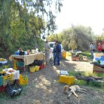 Saturday Farmer's Market Catania Sicily