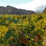 Lemon trees en route to Alcantara Gorge