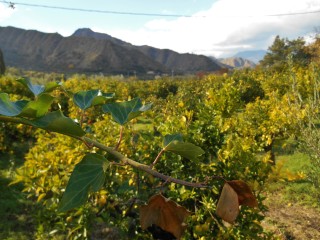 Lemon trees en route to Alcantara Gorge