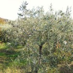 Olive tree with fruit en route to Alcantara Gorge
