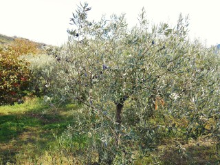 Olive tree with fruit en route to Alcantara Gorge