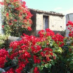 My favorite: Flowers and old stone houses of Sicily