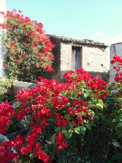 My favorite: Flowers and old stone houses of Sicily