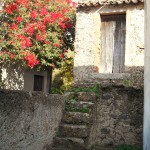 My favorite: Flowers and old stone houses of Sicily