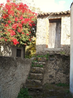 My favorite: Flowers and old stone houses of Sicily