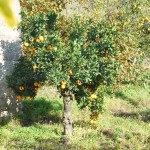 Orange tree en route to Alcantara Gorge