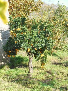Orange tree en route to Alcantara Gorge